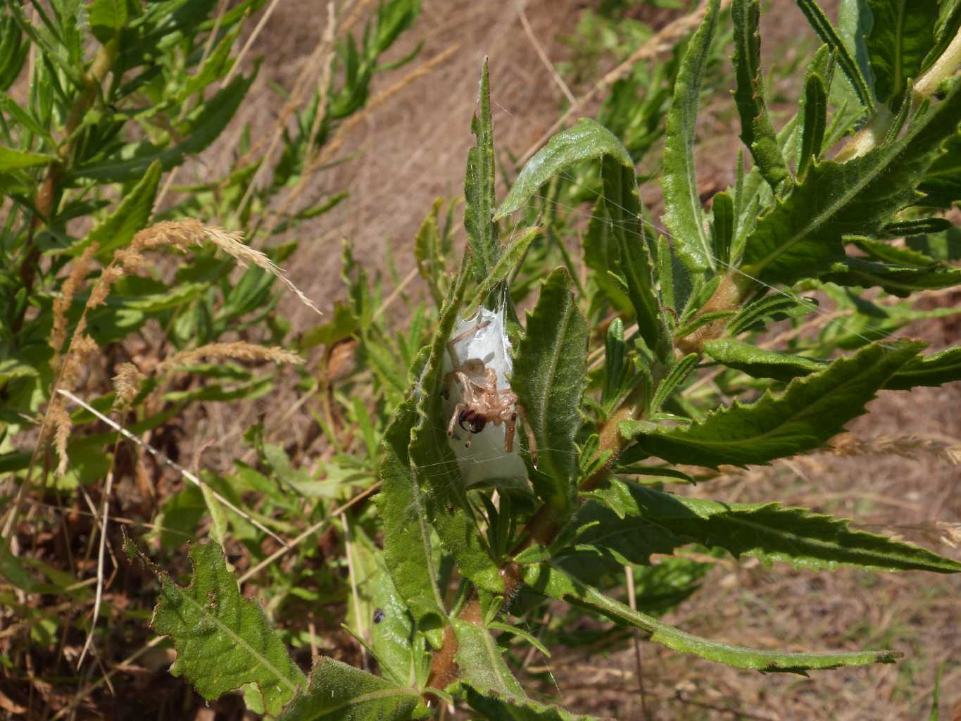 Coppia di Cheiracanthium puntorium - S. Teresa Gallura (OT)